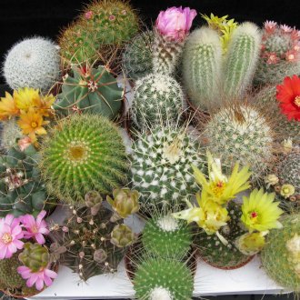 Diferentes tipos de cactos