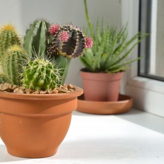 Cactos em uma panela marrom