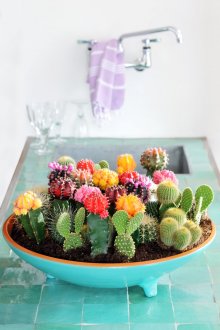Panela plana com cactos diferentes