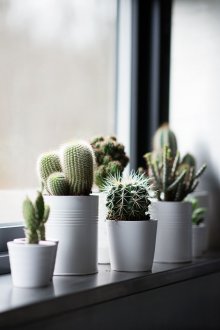 Cactos em vasos brancos