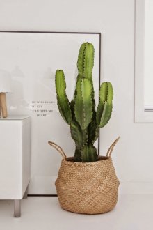 Cacto grande em uma panela de chão em um interior brilhante