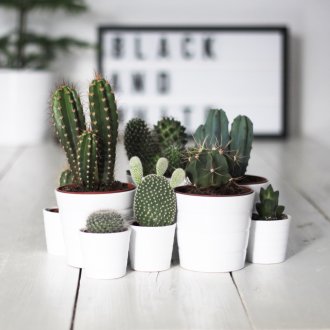 Cactos em vasos brancos em um interior claro