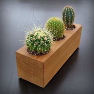 Pote incomum para vários cactos