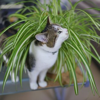 Chlorophytum