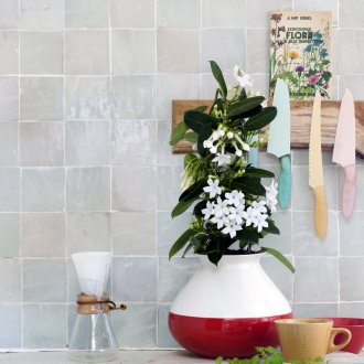 stephanotis