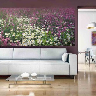 Cineraria
