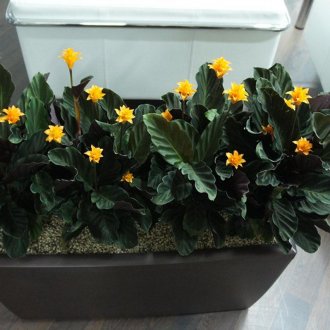 Calathea