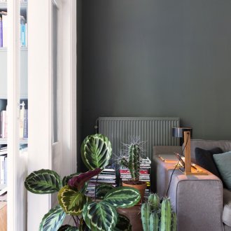 Calathea