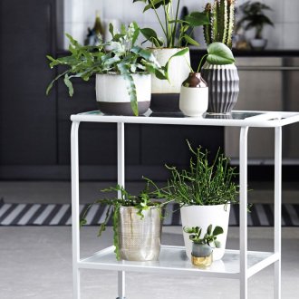 Calathea