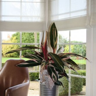 Calathea