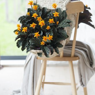 Calathea