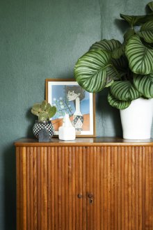 Calathea