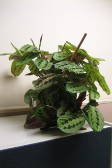 Calathea