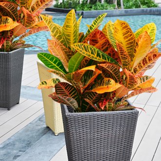 Croton
