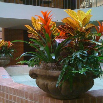 Croton