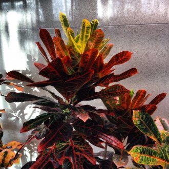 Croton