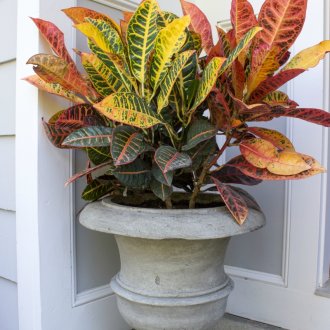 Croton