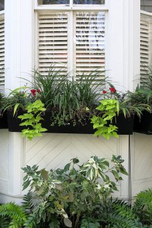 Tradescantia garden