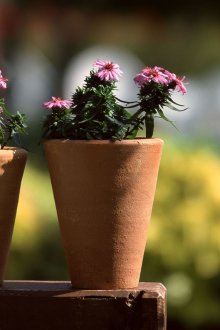 Jardinière