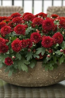 Jardinière