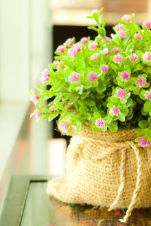 Jardinière