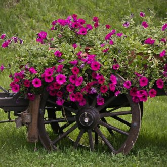 Carrello in giardino