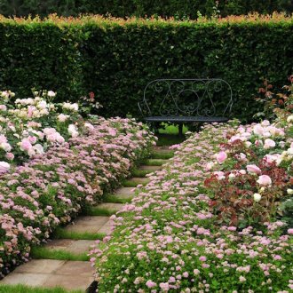 Japanese Spirea