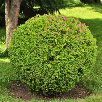 Japanese Spirea