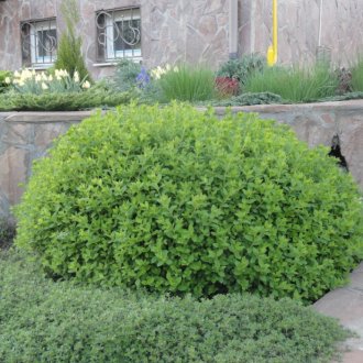 Japanese Spirea