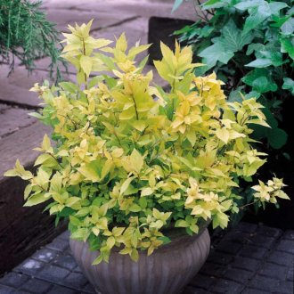 Japanese Spirea