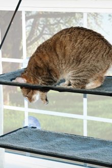 Hammock for cat