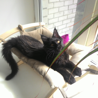 Hammock for cat
