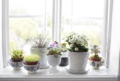Blumen auf der Fensterbank
