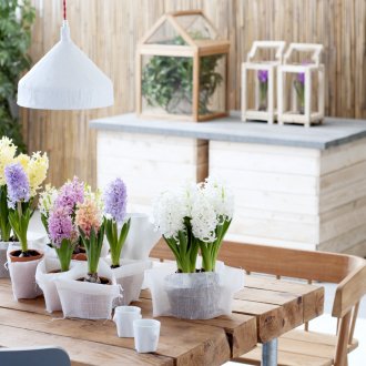 Jacinthes dans un intérieur écologique