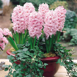 Fondant de jacinthe