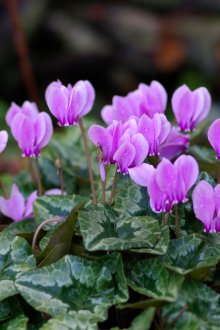 Bois de perles violettes