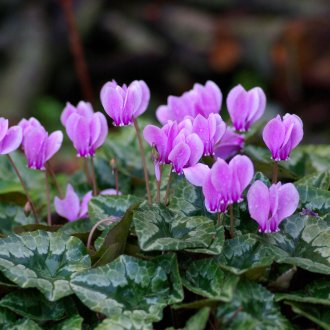 Vernice viola perlato