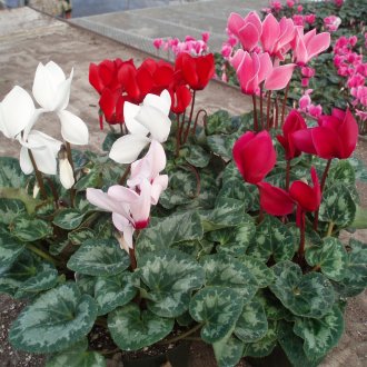 Coing japonais dans le jardin
