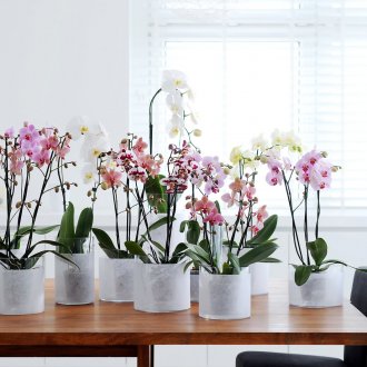 Phalaenopsis nakli