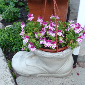 Pelargonium في الغراس الجبس