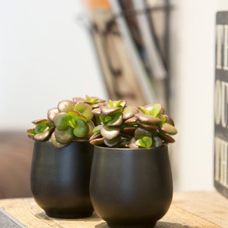 Crassula à l'intérieur du couloir