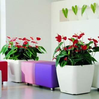 Anthurium