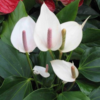 Spathiphyllum di fioritura
