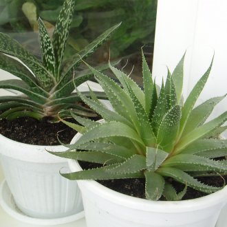 Gasteria ve aloe iç