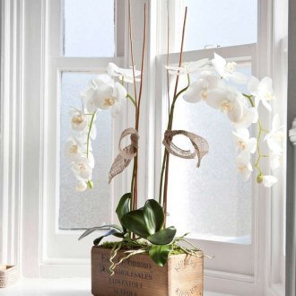 Orchidee Wanda auf der Fensterbank