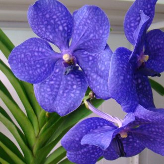 Orchidee Wanda