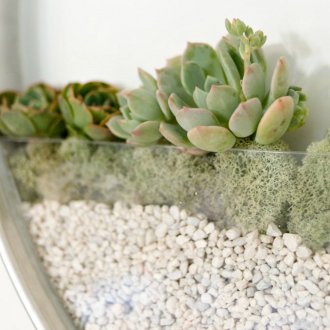 Jardinagem vertical com suculentas