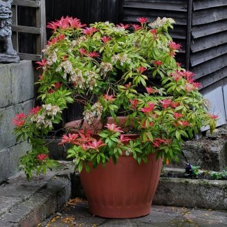 Bahçede Pieris