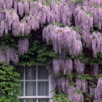 Bahçede Çin wisteria