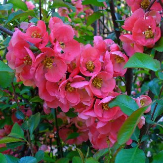 Henomeles